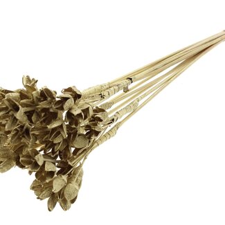 QC Bakuli on stick | Colour: Gold-coloured | Beechnut Seedpod Stem Pick | Length ± 50 centimetre | 10 stem picks per bunch | Per bunch