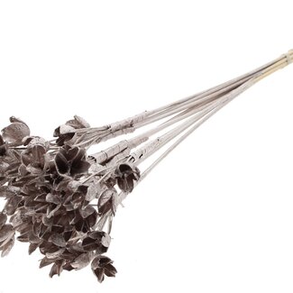 QC Bakuli on stem | Colour: Champagne-coloured | Beechnut Seedpod Stake | Length ± 50 centimetre | 10 stakes per bunch | Per bunch