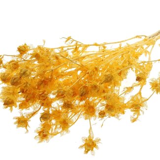 QC Dried Bleached Carthamus | Colour: apricot-coloured | Safflower or Bidens Dried Flowers | Length ± 70 centimeter | Per bunch