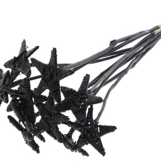 QC Rattan Lata Star on stick | Colour: Black | Flat stake | Length ± 50 centimetre | 10 stakes per bunch