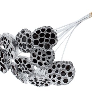 QC Dried Lotus Pods on Stick | Colour: Silver | Lotus Diameter 5 - 7 centimetres | Stick Length ± 50 centimetres | 10 sticks per bunch