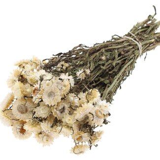 QC Dried Strawflower | Colour: Natural White | Helichrysum Dried Flowers | Length ± 45 centimetres | Weight ± 75 grams | Per bunch