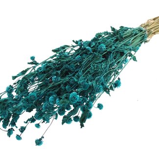 QC Dried Globe Amaranth | Colour: Turquoise | Gomphrena Dried Flowers | Length ± 60 centimetres | Per bunch