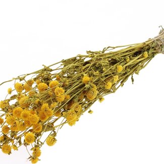 QC Dried Globe Amaranth | Colour: Yellow | Gomphrena Dried Flowers | Length ± 60 centimetres | Per bunch