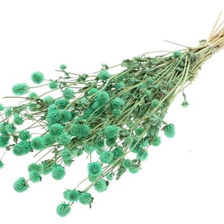 QC Dried Globe Amaranth | Colour: Mint Green | Gomphrena Dried Flowers | Length ± 60 centimetres | Per bunch