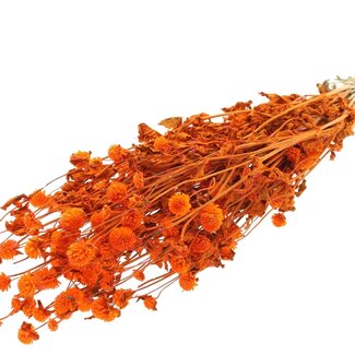 QC Dried Globe Amaranth | Colour: Orange | Gomphrena Dried Flowers | Length ± 60 centimetres | Per bunch