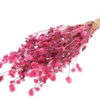 QC Dried Globe Amaranth | Colour: Cherry | Gomphrena Dried Flowers | Length ± 60 centimetres | Per bunch