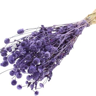 QC Dried Globe Amaranth | Colour: Milka Purple | Gomphrena Dried Flowers | Length ± 60 centimetres | Per bunch