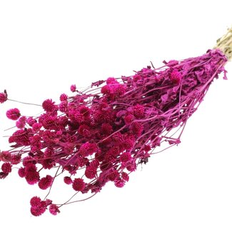 QC Getrocknete Kugelamaranth | Farbe: Lilafarben | Gomphrena Trockenblumen | Länge ± 60 Zentimeter | Pro Bund