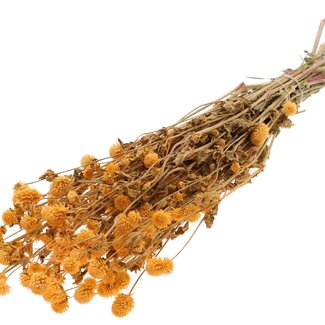 QC Dried Globe Amaranth | Colour: Apricot | Gomphrena Dried Flowers | Length ± 60 centimetres | Per bunch