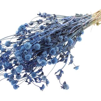 QC Getrocknete Kugelamaranth | Farbe: Blau | Gomphrena Trockenblumen | Länge ± 60 Zentimeter | Pro Bund