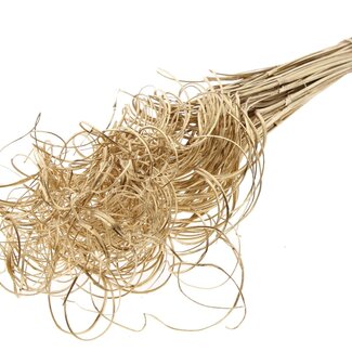 QC Dried Palm Leaf Vein | Curly Ting Ting | Colour: Antique Gold | Length ± 70 centimetres | 3 sprigs per bunch | 33 bunches per bouquet | Per bouquet