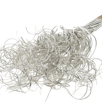 QC Dried Palm Leaf Vein | Curly Ting Ting | Colour: Platinum | Length ± 70 centimetres | 3 sprigs per bunch | 33 bunches per bundle | Per bundle