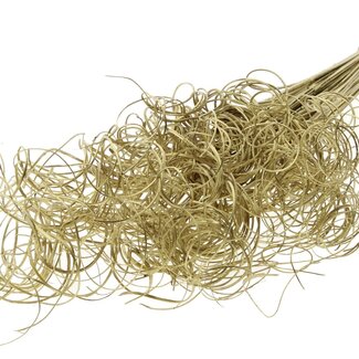 QC Dried Palm Leaf Vein | Curly Ting Ting | Colour: Gold | Length ± 70 centimetres | 3 twigs per bunch | 33 bunches per bouquet | Per bouquet