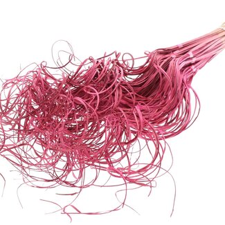 QC Dried Palm Leaf Vein | Curly Ting Ting | Colour: Cherry-Coloured | Length ± 70 centimetres | 3 sprigs per tuft | 33 tufts per bunch | Per bunch