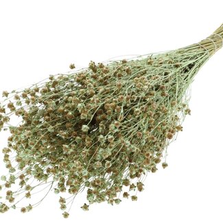 QC Dried Lino Flax | Colour: Pearl Mint Green | Linum Dried Flowers | Length ± 50 centimetres | Weight 150 grams | Per bunch