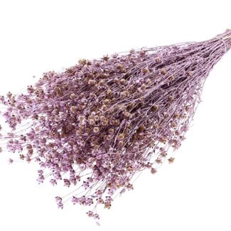 QC Dried Lino Flax | Colour: Pink Metallic | Linum Dried Flowers | Length ± 50 centimetres | Weight 150 grams | Per bunch