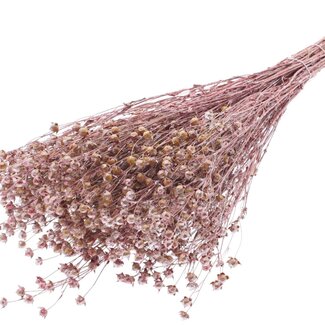 QC Dried Lino Flax | Colour: Red Metallic | Linum Dried Flowers | Length ± 50 centimetres | Weight 150 grams | Per bunch