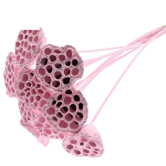 QC Dried Lotus Pods on Stick | Colour: Frosted Light Pink | Lotus Diameter 5 - 7 centimetres | Stick Length ± 50 centimetres | 10 sticks per bunch