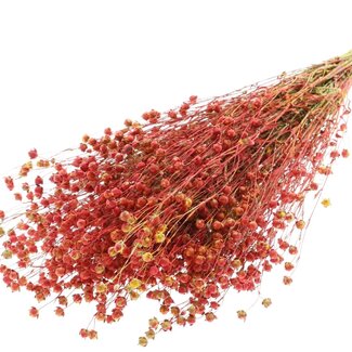 QC Dried Lino Flax | Colour: Multicoloured Red | Linum Dried Flowers | Length ± 50 centimetres | Weight 150 grams | Per bunch