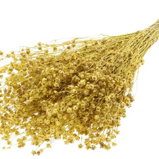 QC Dried Lino Flax | Colour: Yellow Metallic | Linum Dried Flowers | Length ± 50 centimetres | Weight 150 grams | Per bunch
