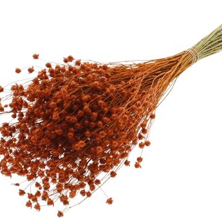 QC Dried Lino Flax | Colour: Orange | Linum Dried Flowers | Length ± 50 centimetres | Weight 150 grams | Per bunch