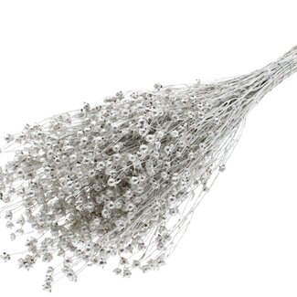 QC Dried Lino Flax | Colour: Platinum | Linum Dried Flowers | Length ± 50 centimetres | Weight 150 grams | Per bunch