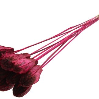 QC Mahogany Seed Pod on Stick | Colour: Cherry-Coloured | Swietenia Mahagoni Dried Fruit Pick | Pick Length ± 50 centimetres | 10 picks per bunch