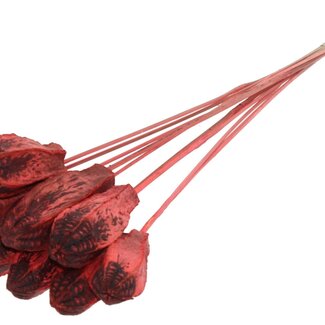 QC Mahogany Seed Pod on Stick | Colour: Coral | Swietenia Mahagoni Dried Fruit Stick | Stick Length ± 50 centimetres | 10 sticks per bunch