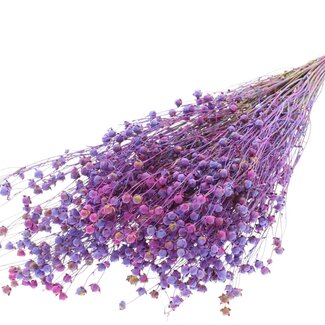 QC Dried Flax Linum | Colour: Multicoloured Milkapurple | Linum Dried Flowers | Length ± 50 centimetres | Weight 150 grams | Per bunch