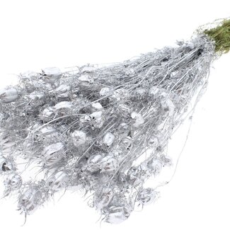 QC Dried Love-in-a-Mist | Colour: Silver | Nigella Dried Flowers | Length ± 45 centimetres | Weight 150 grams | Per bunch
