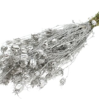 QC Dried Love-in-a-Mist | Colour: Platinum | Nigella Dried Flowers | Length ± 45 centimetres | Weight 150 grams | Per bunch