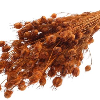 QC Dried Love-in-a-mist | Colour: Orange | Nigella Dried Flowers | Length ± 45 centimetres | Weight 150 grams | Per bunch