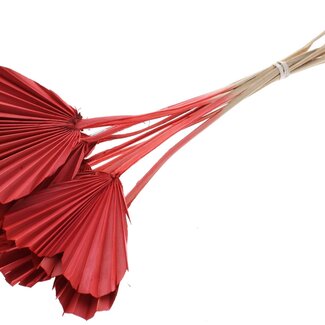 QC Dried Palm Spear Heart | Colour: Coral | Heart-Shaped Palm Leaves | Length ± 45 centimetres | 10 stems per bunch | Per bunch