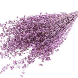 QC Dried Lino Flax | Colour: Pink Metallic with Glitter | Linum Dried Flowers | Length ± 50 centimetres | Weight 150 grams | Per bunch