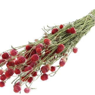 QC Dried Globe Amaranth | Colour: Natural Red | Gomphrena Dried Flowers | Length ± 55 centimetres | Weight 100 grams | Per bunch