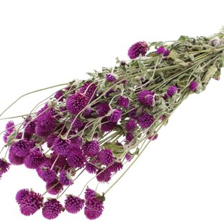 QC Dried Globe Amaranth | Colour: Natural Purple | Gomphrena Dried Flowers | Length ± 55 centimetres | Weight 100 grams | Per bunch
