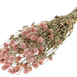 QC Dried Globe Amaranth | Colour: Natural Pink | Gomphrena Dried Flowers | Length ± 55 centimetres | Weight 100 grams | Per bunch