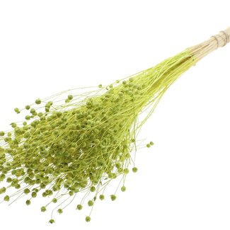 QC Dried Bleached Lino Flax | Colour: Light Green | Linum Dried Flowers | Length ± 70 centimetres | Weight 100 grams | Per bunch