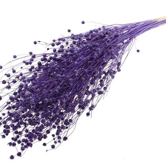 QC Dried Bleached Lino Flax | Colour: Purple | Linum Dried Flowers | Length ± 70 centimetres | Weight 100 grams | Per bunch