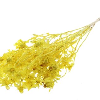 QC Dried Bleached Carthamus | Colour: Yellow | Safflower or Bidens Dried Flowers | Length ± 70 centimetres | Per bunch