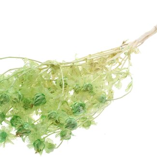 QC Dried Bleached Carthamus | Colour: Frosted Mint Green | Safflower or Bidens Dried Flowers | Length ± 70 centimetres | Per bunch