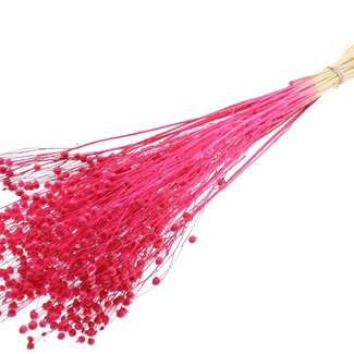 QC Dried Bleached Linen Flax | Colour: Cherry | Linum Dried Flowers | Length ± 70 centimetres | Weight 100 grams | Per bunch
