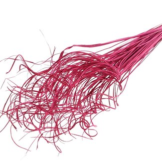 QC Dried Palm Leaf Vein | Curly Ting Ting | Colour: Cherry-coloured | Length ± 70 centimetres | 100 stems per bunch | Per bunch