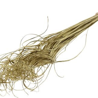 QC Dried Palm Leaf Vein | Curly Ting Ting | Colour: Gold | Length ± 70 centimetres | 100 stems per bunch | Per bunch
