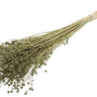 QC Dried Bleached Lino Flax | Colour: Olive Green | Linum Dried Flowers | Length ± 70 centimetres | Weight 100 grams | Per bunch