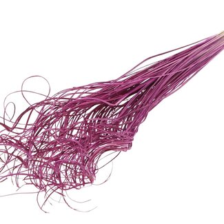 QC Dried Palm Leaf Vein | Curly Ting Ting | Colour: Lilac | Length ± 70 centimetres | 100 stems per bunch | Per bunch