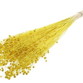 QC Dried Bleached Lino Flax | Colour: Yellow | Linum Dried Flowers | Length ± 70 centimetres | Weight 100 grams | Per bunch