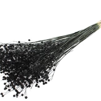 QC Dried Bleached Lino Flax | Colour: Black | Linum Dried Flowers | Length ± 70 centimetres | Weight 100 grams | Per bunch