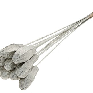 QC Mahogany Seed Pod on Stick | Colour: Platinum | Swietenia Mahagoni Dried Fruit Stick | Stick Length ± 50 centimetres | 10 sticks per bunch
